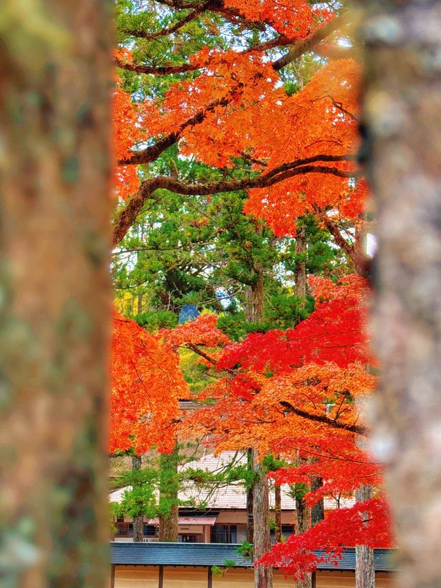 拈花一笑高野山