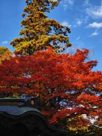 關東絕景!高尾山紅葉狩全攻略錯過再等一年