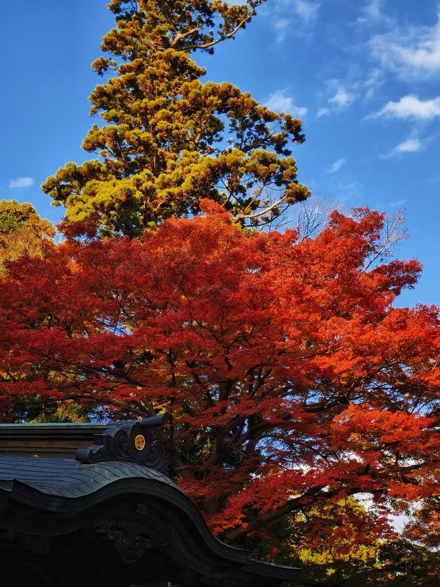 關東絕景!高尾山紅葉狩全攻略錯過再等一年 關東絕景!高尾山紅葉狩全攻略錯過再等一年