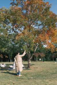 連雲港20分鐘秋景暴擊！逛個公園就闖進油畫裡