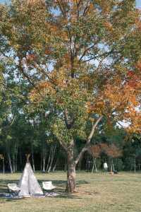 連雲港20分鐘秋景暴擊！逛個公園就闖進油畫裡