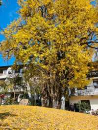 紅葉指南村！這片銀杏林美到犯規