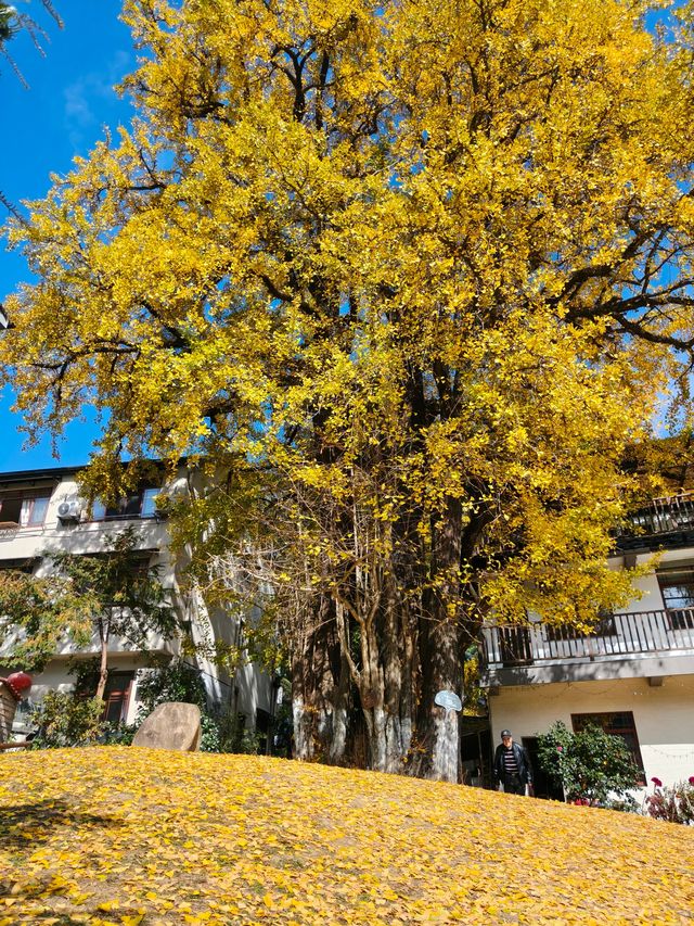 紅葉指南村！這片銀杏林美到犯規