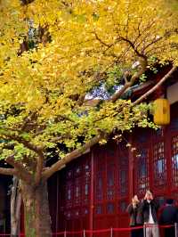 為了這扇秋日限定的窗，我專門去了趟崇州