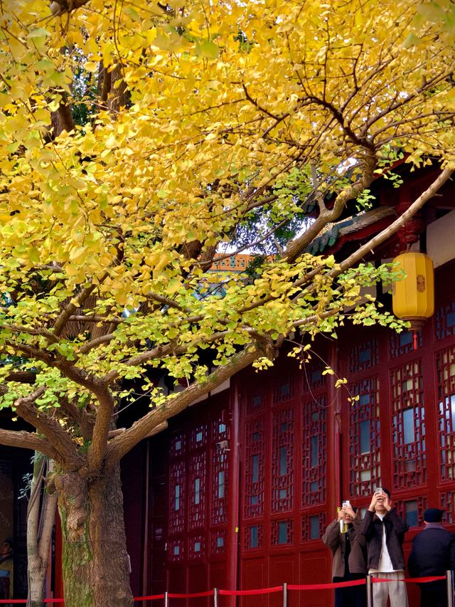 為了這扇秋日限定的窗，我專門去了趟崇州