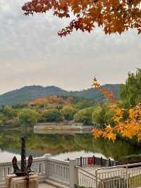 銀杏季現代古建同框