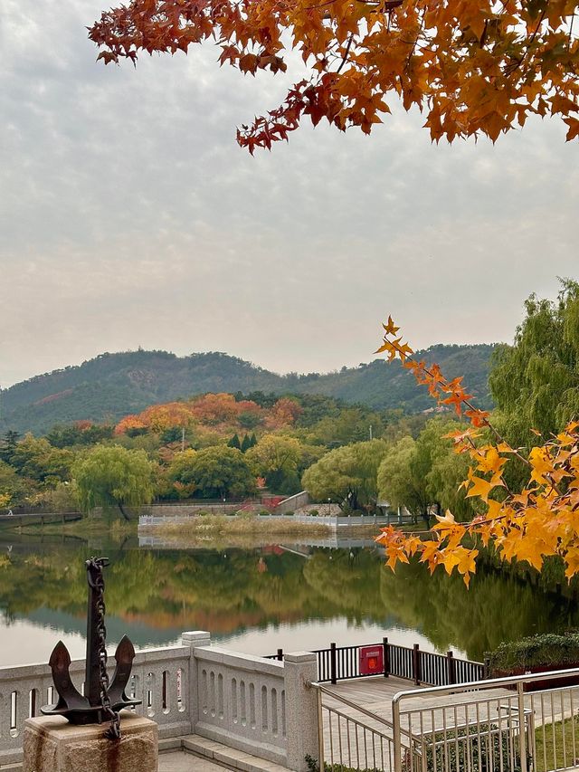 銀杏季現代古建同框