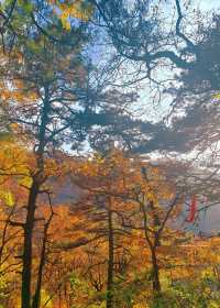 西安1h直達！輕徒步溜娃賞秋天花板！