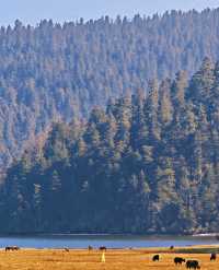 雲南秋日封神!普達措私藏玩法,避開人潮邂逅童話秘境