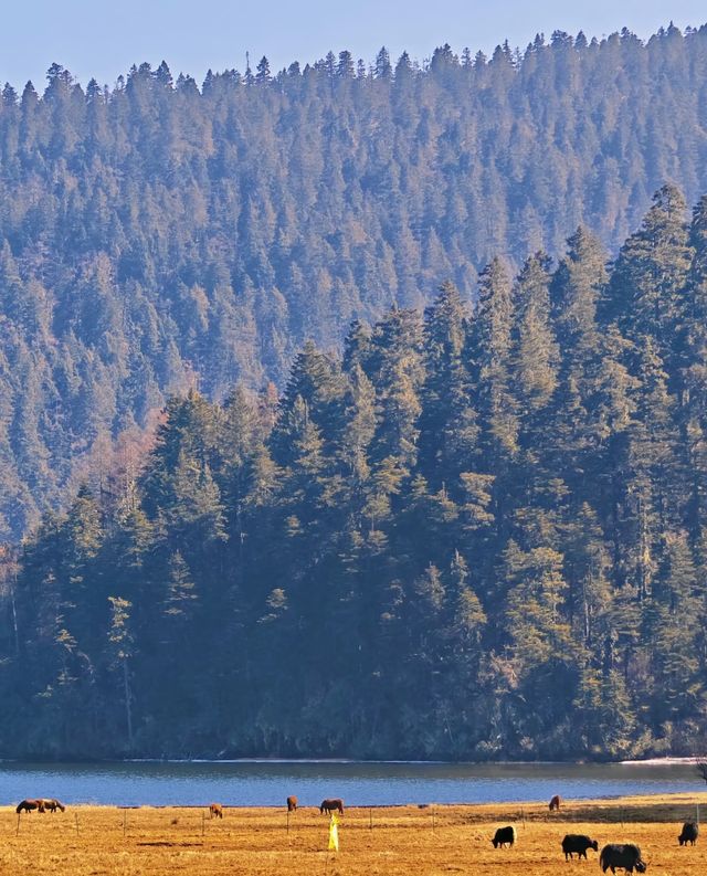 雲南秋日封神!普達措私藏玩法,避開人潮邂逅童話秘境 雲南秋日封神!普達措私藏玩法,避開人潮邂逅童話秘境