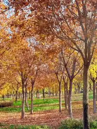 秋意正濃｜石家莊中心湖公園