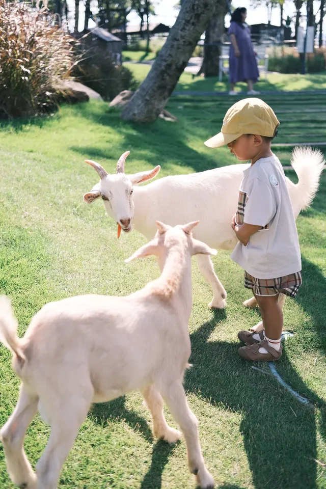 萬寧半日遊 | 打卡超適合小寶寶的牧場