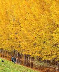 西安河堤路銀杏林秋景如畫