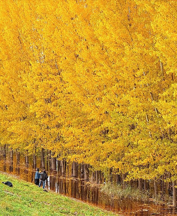 西安河堤路銀杏林秋景如畫