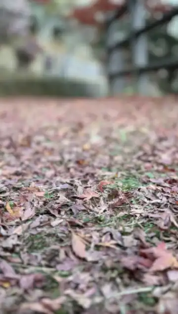 東京秋日限定-奧多摩湖紅葉秘境攻略