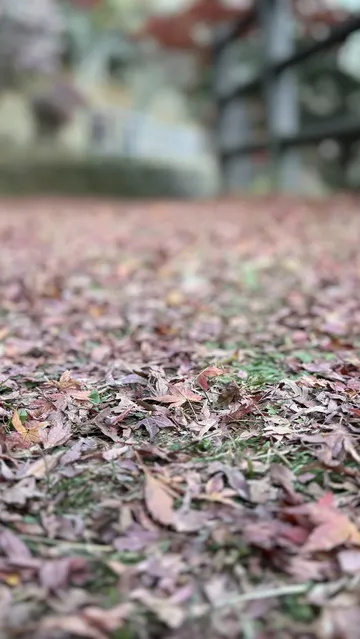 東京秋日限定-奧多摩湖紅葉秘境攻略