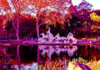 斑斕調色盤,律動生活詩--武漢解放公園秋色