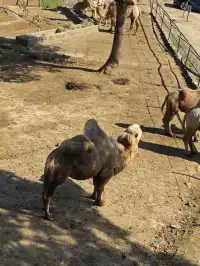 龍之夢動物世界剛回