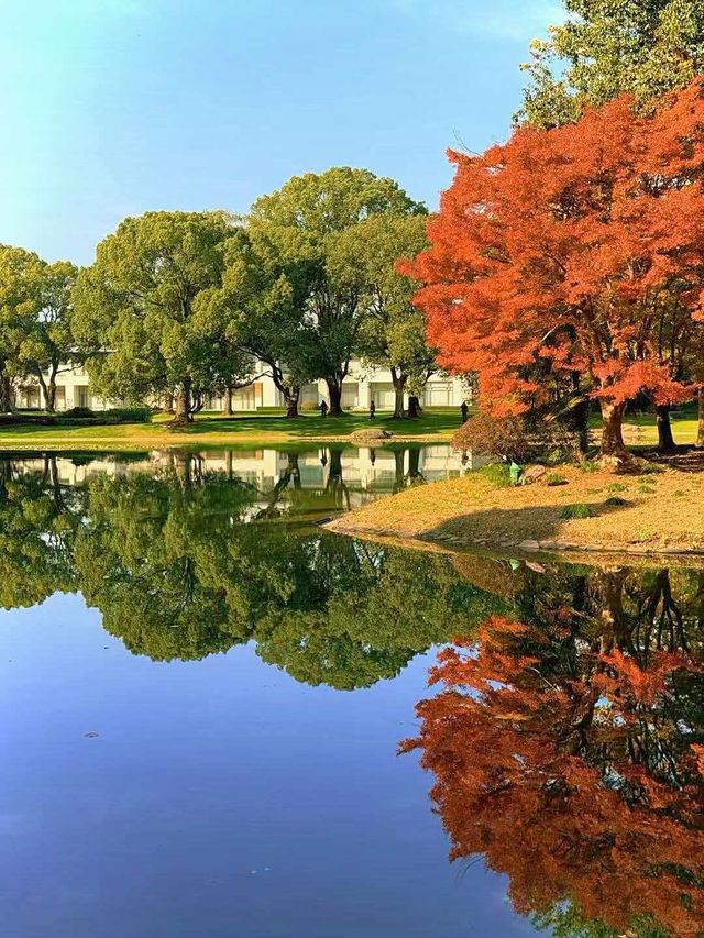 別擠瑞金!東郊賓館藏秋日秘境 免費好拍人超少 別擠瑞金!東郊賓館藏秋日秘境 免費好拍人超少