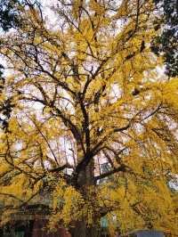 少林寺不僅有武學,還有銀杏!