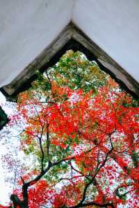 蘇州園林秋景美如畫一秒穿越古代當住園主人