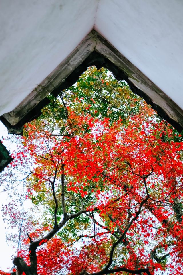 蘇州園林秋景美如畫一秒穿越古代當住園主人