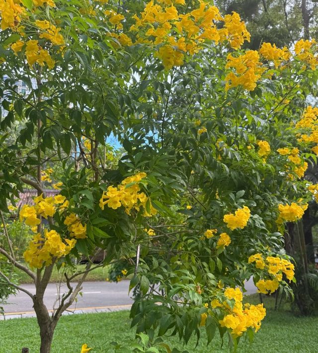 藏在深圳的「小蘇州」！讓我一秒下江南！
