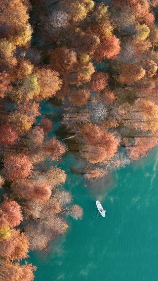 皖南のカナス！安徽省寧国の落羽杉の秘境、11月28日のライブ