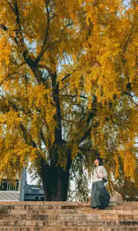 溫州這棵400年的銀杏王已經黃了，趁沒人快衝!!