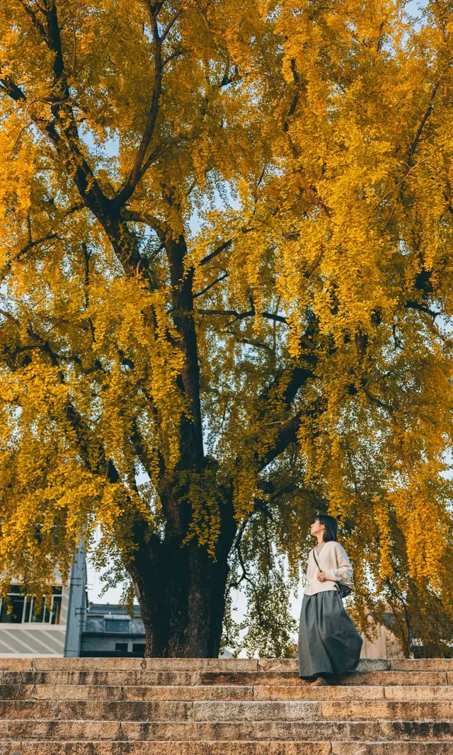 溫州這棵400年的銀杏王已經黃了，趁沒人快衝!!