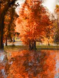太仙了！夢幻森林，邂逅青西郊野公園的水上童話