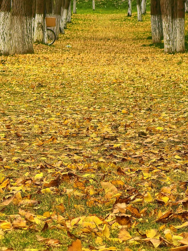 行者遊記|寧波黃金大道東錢湖Zui上鏡銀杏林 行者遊記|寧波黃金大道東錢湖Zui上鏡銀杏林