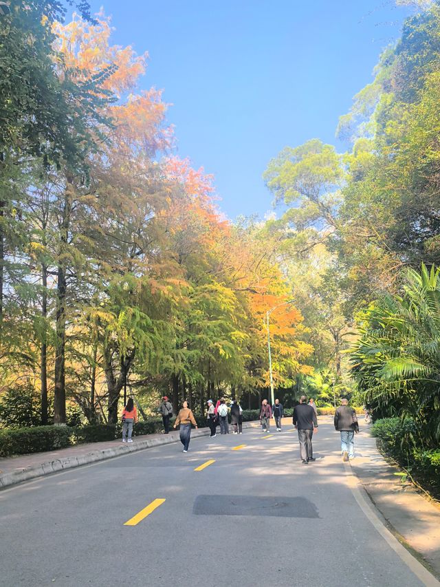 【韶關紅葉季】韶州公園漫步指南童話世界的調色盤在這裡! 【韶關紅葉季】韶州公園漫步指南童話世界的調色盤在這裡!