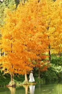 18圖帶你看深圳秋冬限定美景