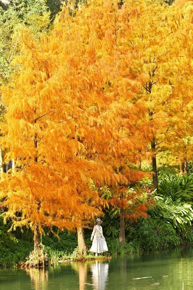 18圖帶你看深圳秋冬限定美景 18圖帶你看深圳秋冬限定美景