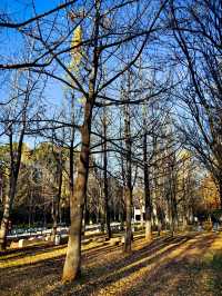 昆明大觀公園銀杏美