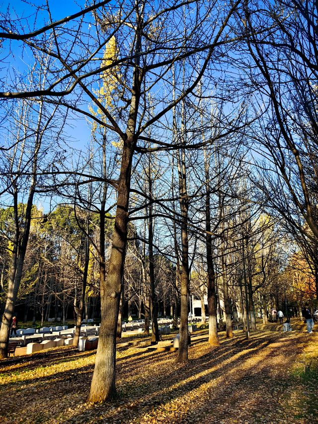 昆明大觀公園銀杏美 昆明大觀公園銀杏美