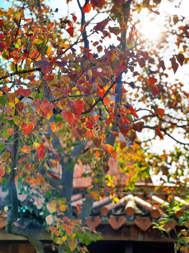 泉州西湖公園|秋日限定版桃花島太絕美了 泉州西湖公園|秋日限定版桃花島太絕美了