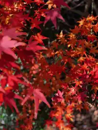 你是來拉屎的吧?!