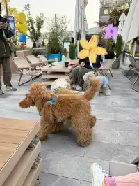 4歲寶寶的第一次上冰體驗!