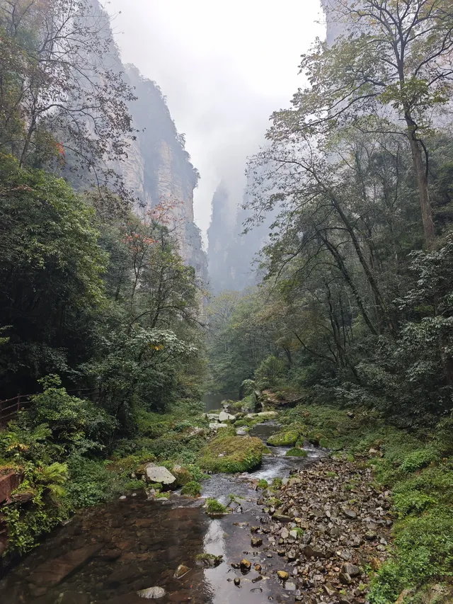 從張家界回來!美到失語!!! 從張家界回來!美到失語!!!