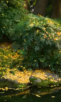 不是蘇州園林，是成都易園