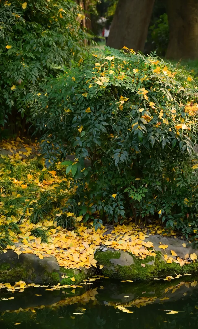 不是蘇州園林，是成都易園