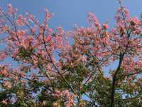 【南寧必打卡|青秀山,藏在城市裡的綠野仙蹤】