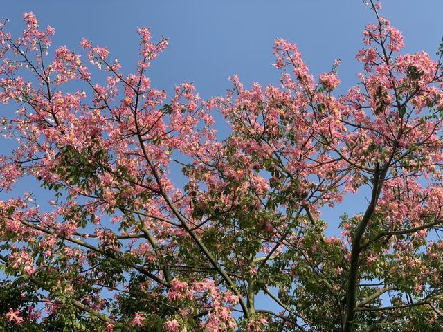 【南寧必打卡|青秀山,藏在城市裡的綠野仙蹤】 【南寧必打卡|青秀山,藏在城市裡的綠野仙蹤】