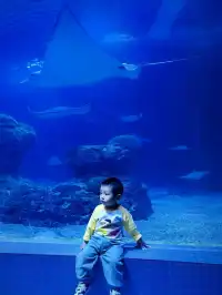 長風海洋公園遛娃記 | 海底奇幻之旅