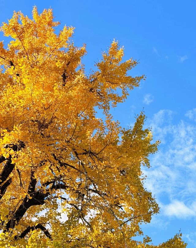 廈門周邊賞秋指南｜錯過本地銀杏？泉州尤溪藏著限定鎏金浪漫