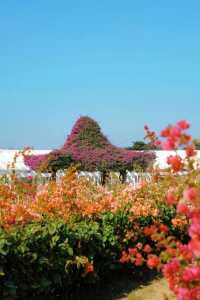 廈門市花島|三角梅花海盛放,住進錦江之星品尚開啟浪漫之旅