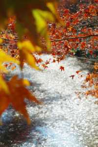 上海金山·花開海上 今年份的紅葉