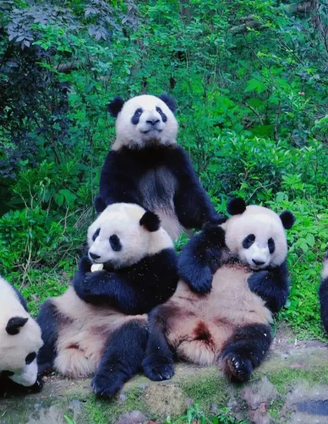 One-Day Tour Guide to Chengdu Panda Base